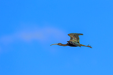 Glossy ibis (Plegadis falcinellus) in flight, Camargue, France