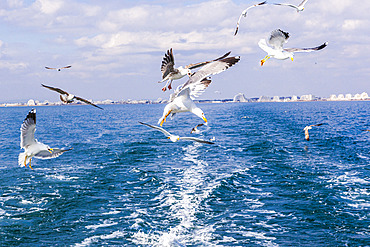 Yellow-legged Gull (Larus michahellis) in flight in the Mediterranean, off the coast of La Grande Motte, France