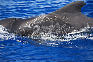 Calderon tropical (Globicephala macrorhynchus) with scars and scratches caused by interactions between individuals of the same species, although so many marks are not common. Tenerife, Canary Islands.