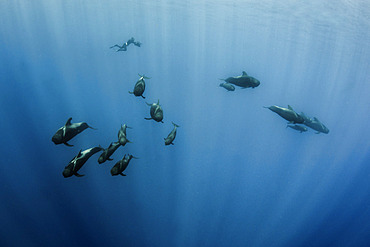 Pilot whale (Globicephala macrorhynchus). Tenerife, Canary Islands.