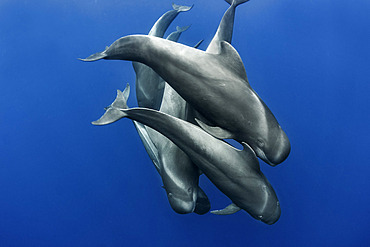 Pilot whale (Globicephala macrorhynchus). Tenerife, Canary Islands.