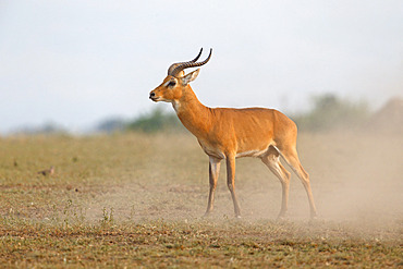 Uganda Kob (Kobus thomasi), Queen Elizabeth National Park, Uganda