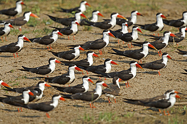 African skimmer (Rynchops flavirostris) on bank, Kazinga channel, Uganda