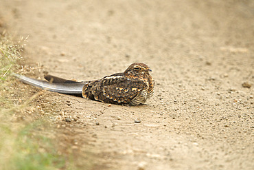 Standard-winged Nightjar (Macrodipteryx longipennis) on ground, Queen Elizabeth NP, Uganda