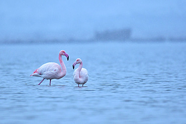 Great flamingo (Phoenicopterus roseus) under a light snow shower, Etang de la Grande Maire, Serignan, Herault, France