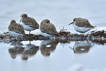 Dunlin (Calidris alpina) at rest, Serignan Beach, Herault, France