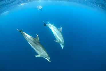 Bottlenose dolphins (Tursiops truncatus) Pelagos Sanctuary for Mediterranean Marine Mammals, France, Mediterranean Sea