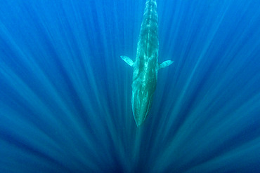 Fin whale (Balaenoptera physalus) is the largest baleen whale found in the Mediterranean Sea. It is the world?s second largest cetacean, after the blue whale. Pelagos Sanctuary for Mediterranean Marine Mammals, Mediterranean Sea