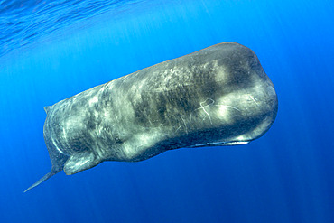 Sperm whale, (Physeter macrocephalus). Vulnerable (IUCN). The sperm whale is the largest of the toothed whales. Sperm whales are known to dive as deep as 1,000 meters in search of squid to eat. Pelagos Sanctuary for Mediterranean Marine Mammals, Mediterranean Sea