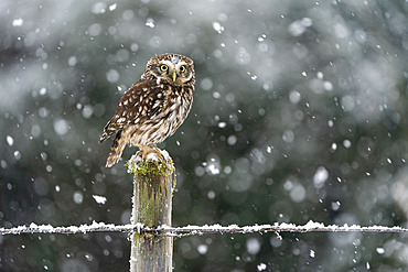 Little owl (Athena noctua) perched on a post during a snow storm, England