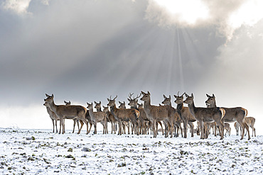 Red deer (Cervus elaphus) group standing in the snow