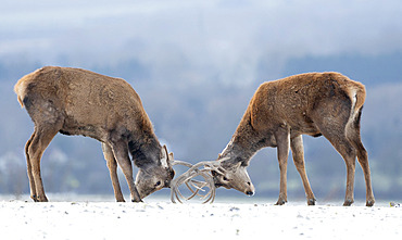 Red deer (Cervus elaphus) stag standing in a snow covered meadow, England