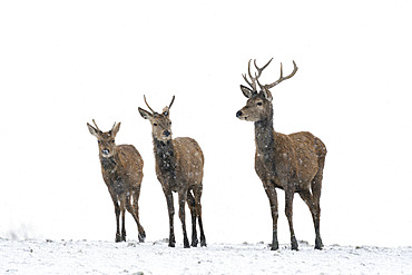 Red deer (Cervus elaphus) stag stading in a snow storm, England