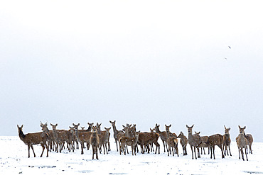 Red deer (Cervus elaphus) standing in a snow covered meadow, England