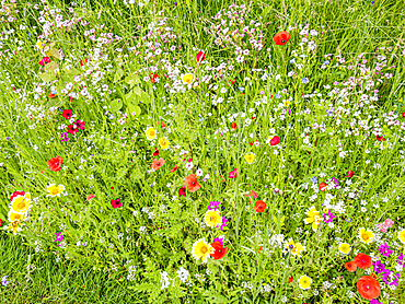 Prairie sauvage au printemps