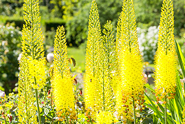 Eremurus Stenophyllus Bungei