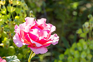 Rosa 'Jean Cocteau' Breeder : Meilland (FRA) 2015