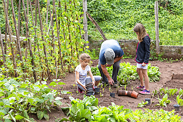 Grandfather and his granddaughters gardening in a vegetable garden in summer, Moselle, France