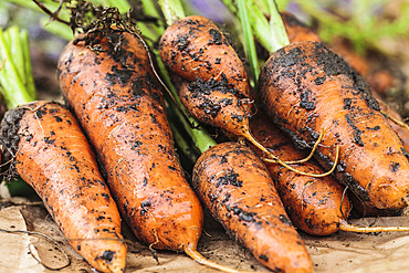 Carrot 'Oxhella', improvement of the famous 'Chantenay' carrot