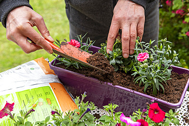 Planting Cape Daisy (Osteospermum sp) and Carnation (Dianthus sp) in a window box in spring