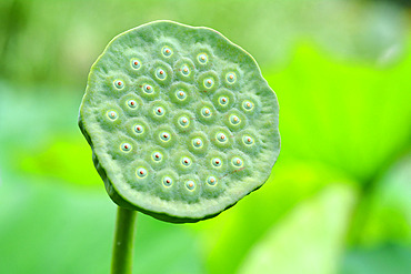 Sacred lotus (Nelumbo nucifera) capsule, Jardin des Plantes, Paris, France