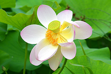 Sacred lotus (Nelumbo nucifera) flower, Jardin des Plantes, Paris, France