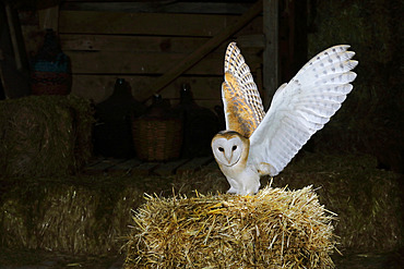 Barn owl (Tyto alba) on a straw bale in a barn, France