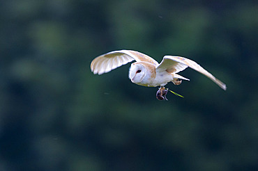 Barn owl (Tyto Alba) in flight with a prey, England