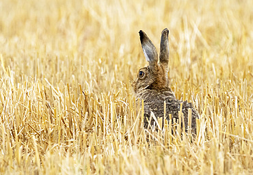 Brown hare (Lepus europaeus) amongst stubbles, England