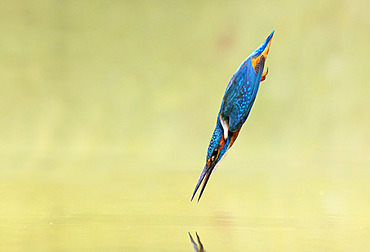 Kingfisher (Alcedo atthis) diving, England