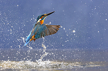 Kingfisher (Alcedo atthis) coming out water, England