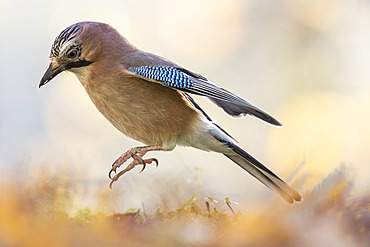 Eurasian jay (Garrulus glandarius) jumping in autumn with orange reflections, Alsace, France