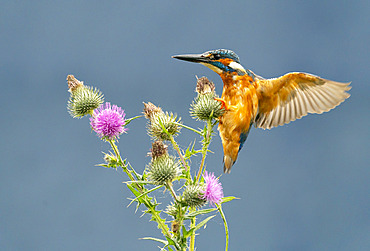 Kingfisher (Alcedo atthis) landing on a thistle (Cirsium vulgare), England