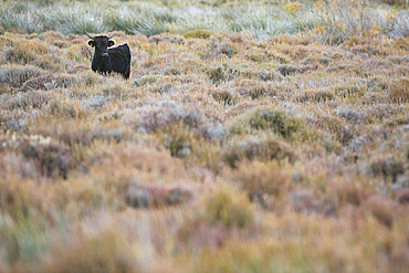 Camargue bull in the sansouire in autumn, Camargue, France