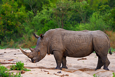 White rhinoceros, square-lipped rhinoceros or rhino (Ceratotherium simum) Mpumalanga. South Africa.