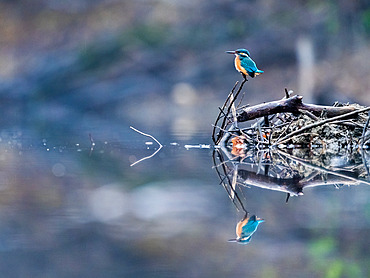 Kingfisher (Alcedo atthis) at rest at dawn, Slovakia