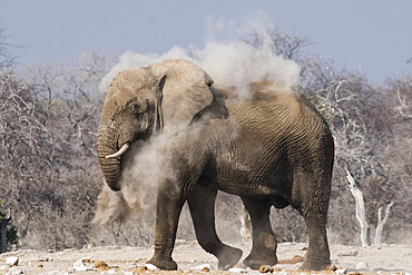 African elephant (Loxodonta africana) walking in the dust, Etosha National Park, Namibia