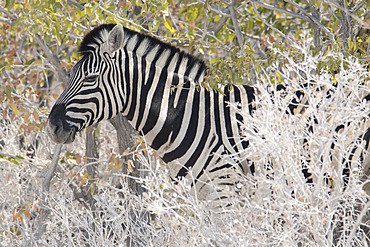 Burchell's zebra (Equus quagga burchellii) in the savanna, Etosha National Park, Namibia