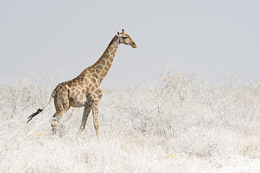 Southern Giraffe (Giraffa camelopardalis giraffa) walking in dust, Etosha National Park, Namibia