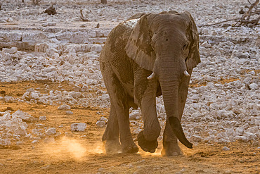 African elephant (Loxodonta africana) walking in the dust, Etosha National Park, Namibia