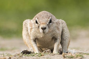 South african ground squirrel (Xerus inauris) facing male, Etosha National Park, Namibia