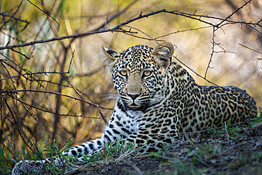 Leopard (Panthera Pardus) female. Mpumalanga. South Africa.