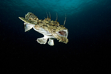 Anglerfish (monkfish) Lophius piscatorius, Svolvaer, Lofoten Islands, Norway, Atlantic Ocean