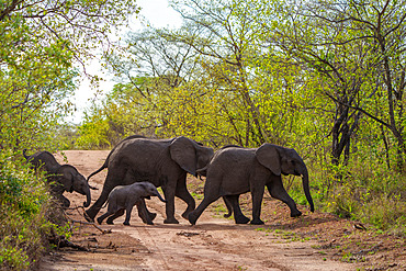 African bush elephant or African savanna elephant (Loxodonta africana) crossing a bush track. Mpumalanga. South Africa.