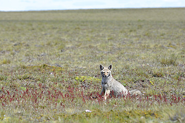 Culpeo Fox (Lycalopex culpaeus), Individual adult in spring, Pali Aike National Park, XII Magallanes Region and Chilean Antarctica, Chile