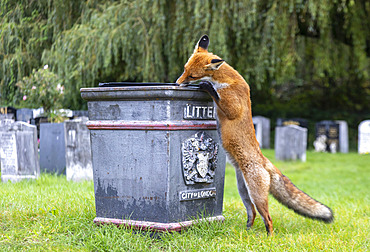 Red fox (Vulpes vulpes) smelling a bin, England