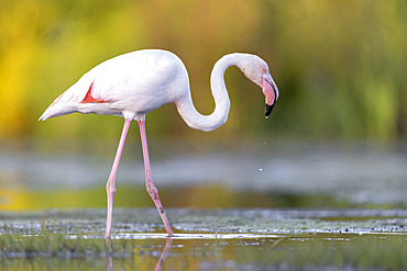 Greater Flamingo (Phoenicopterus roseus), side view of an adult standing in a swamp, Campania, Italy