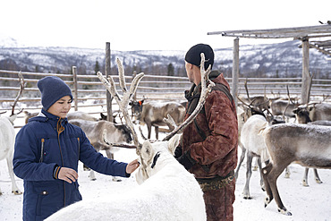 Misha, 11 years old, stroking reindeer in an enclosure protected for the night of predators, surroundings of Uoyan, Buryatia, Russia