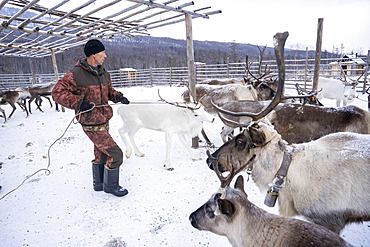 Reindeer herder marking reindeer that are vaccinated, surroundings of Uoyan, Buryatia, Russia