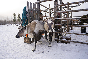 Reindeer coming out of the enclosure to spend the day in the surrounding taiga to feed, around Uoyan, Buryatia, Russia